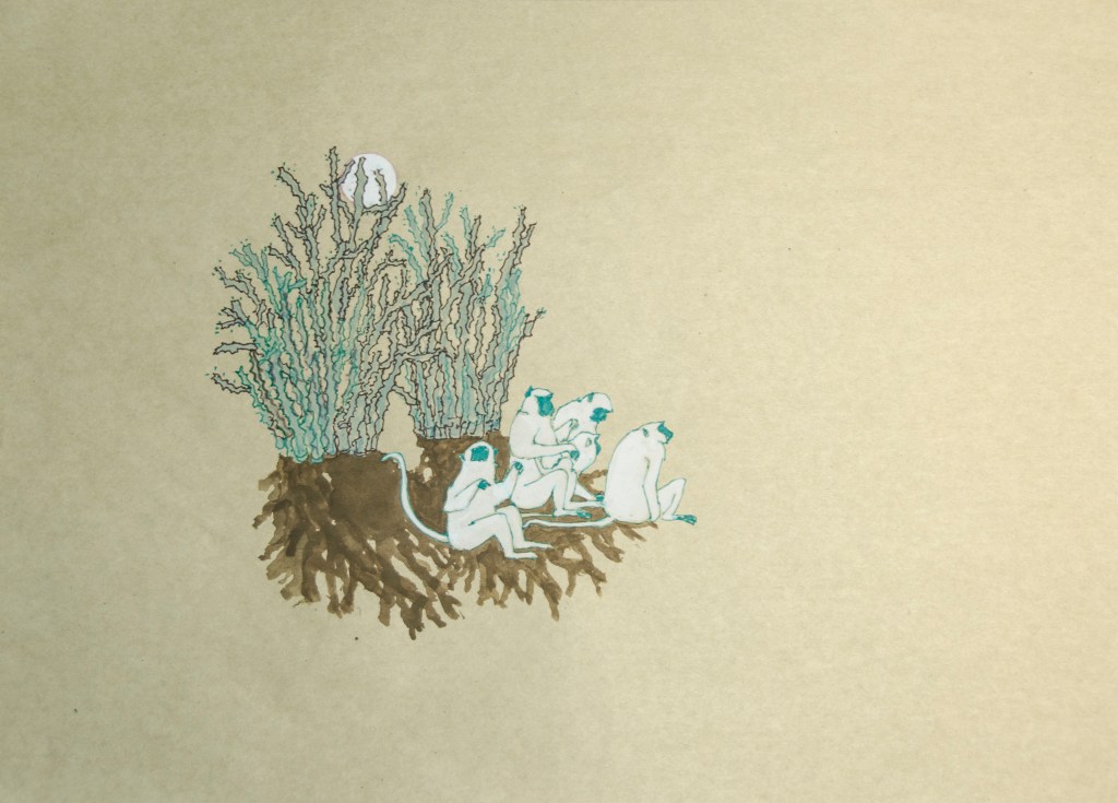 印度葉猴 APR-2018