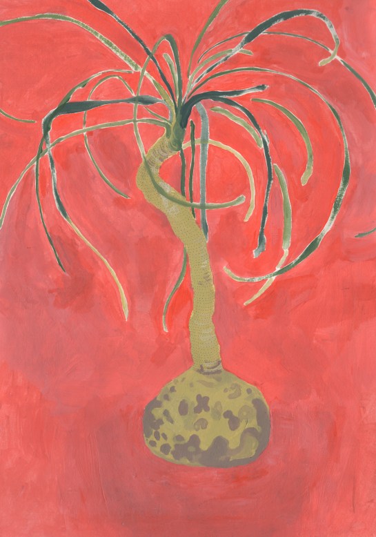 酒瓶蘭 30-JUL-2018.jpg